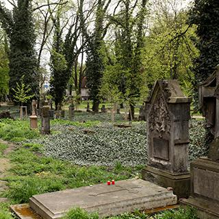 Photo Textures of Background Cemetery